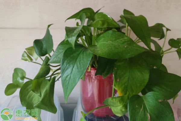 魚缸綠植哪種好，銅錢草凈化水質(zhì)效果綠蘿水培方法介紹龜背竹適合哪種魚缸 魚缸綠植哪種好，銅錢草凈化水質(zhì)效果綠蘿水培方法介紹龜背竹適合哪種魚缸 魚缸百科 第1張