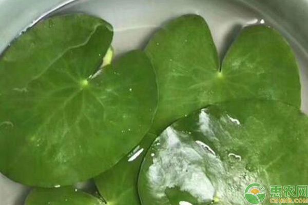 魚缸綠植哪種好，銅錢草凈化水質(zhì)效果綠蘿水培方法介紹龜背竹適合哪種魚缸 魚缸綠植哪種好，銅錢草凈化水質(zhì)效果綠蘿水培方法介紹龜背竹適合哪種魚缸 魚缸百科 第4張