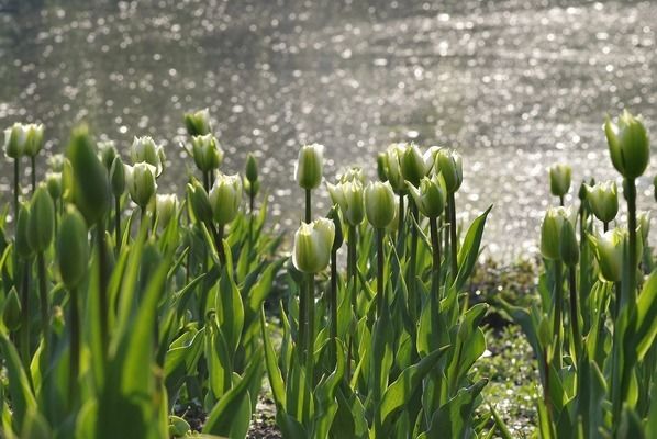 魚缸綠植哪種好，銅錢草凈化水質(zhì)效果綠蘿水培方法介紹龜背竹適合哪種魚缸 魚缸綠植哪種好，銅錢草凈化水質(zhì)效果綠蘿水培方法介紹龜背竹適合哪種魚缸 魚缸百科 第6張