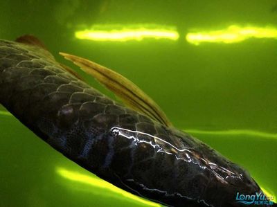 龍魚眼睛凸出來白色的蟲子怎么治療：龍魚眼睛凸出白色的蟲子怎么治療 龍魚眼睛凸出來白色的蟲子怎么治療：龍魚眼睛凸出白色的蟲子怎么治療 龍魚百科 第3張