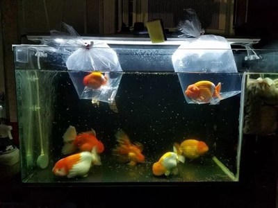 中山市中區順發水族商店（中山市中區順發水族商店地址） 中山市中區順發水族商店（中山市中區順發水族商店地址） 全國水族館企業名錄