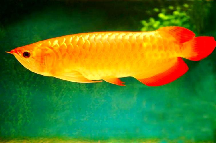 金龍魚是哪的魚