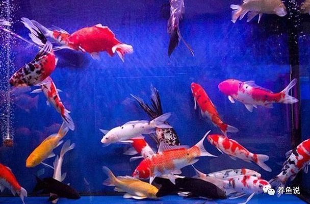 魚都扎堆在魚缸的一角不吃食怎么辦：如何解決魚只扎堆在魚缸一角并且不吃食的問題