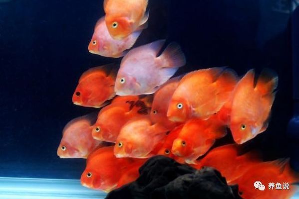 魚都扎堆在魚缸的一角不吃食怎么辦：如何解決魚只扎堆在魚缸一角并且不吃食的問題