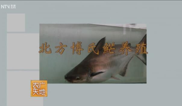 雪龍魚與巴沙魚（雪龍魚和巴沙魚有什么區別？）
