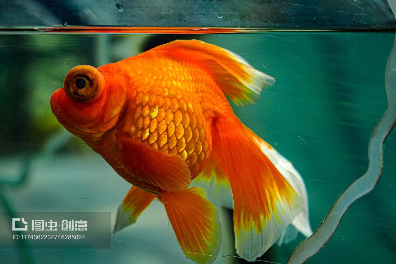 紅鯉魚(yú)的飼養(yǎng)技巧：紅鯉魚(yú)養(yǎng)殖技巧