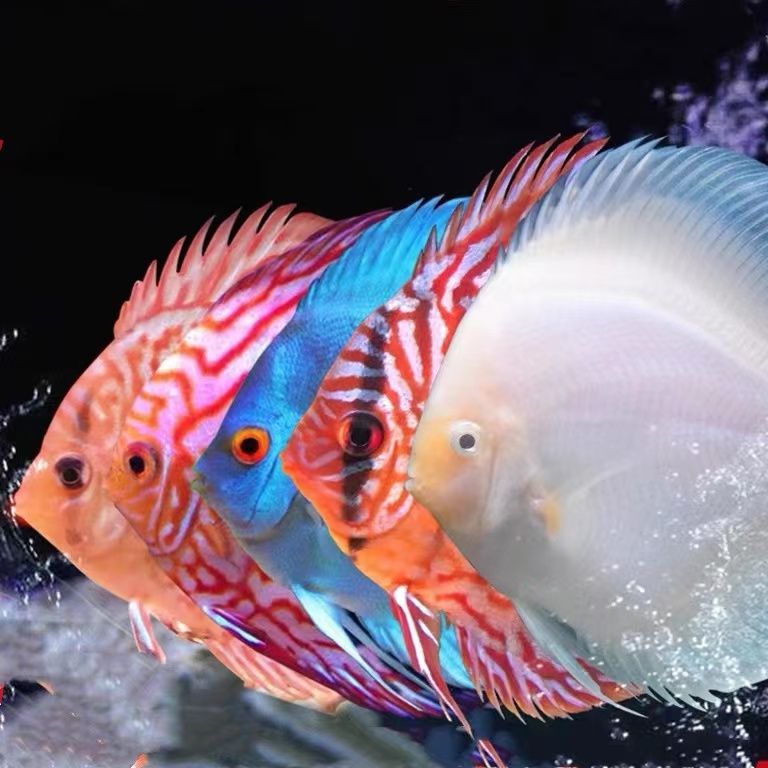 七彩神仙和金龍魚混養：七彩神仙魚和金龍魚可以混養嗎？