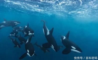 虎鯨如何制服球鯊魚？，虎鯨制服大白鯊的技巧 虎鯨如何制服球鯊魚？，虎鯨制服大白鯊的技巧 龍魚百科 第4張