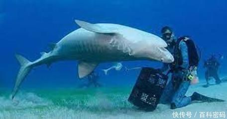 虎鯨如何制服球鯊魚？，虎鯨制服大白鯊的技巧 虎鯨如何制服球鯊魚？，虎鯨制服大白鯊的技巧 龍魚百科 第5張