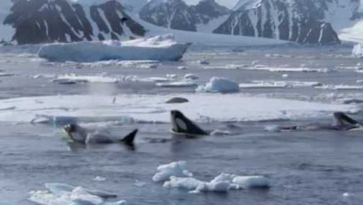 虎鯨如何制服球鯊魚？，虎鯨制服大白鯊的技巧 虎鯨如何制服球鯊魚？，虎鯨制服大白鯊的技巧 龍魚百科 第2張