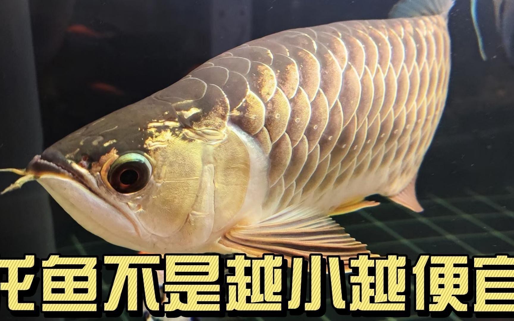 金龍和紅龍哪個更貴？