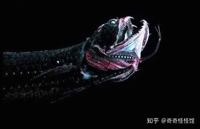 龍魚長什么樣子？：龍魚是一種外形華麗、色彩多變的淡水魚類