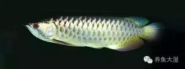 龍魚長什么樣子？：龍魚是一種外形華麗、色彩多變的淡水魚類