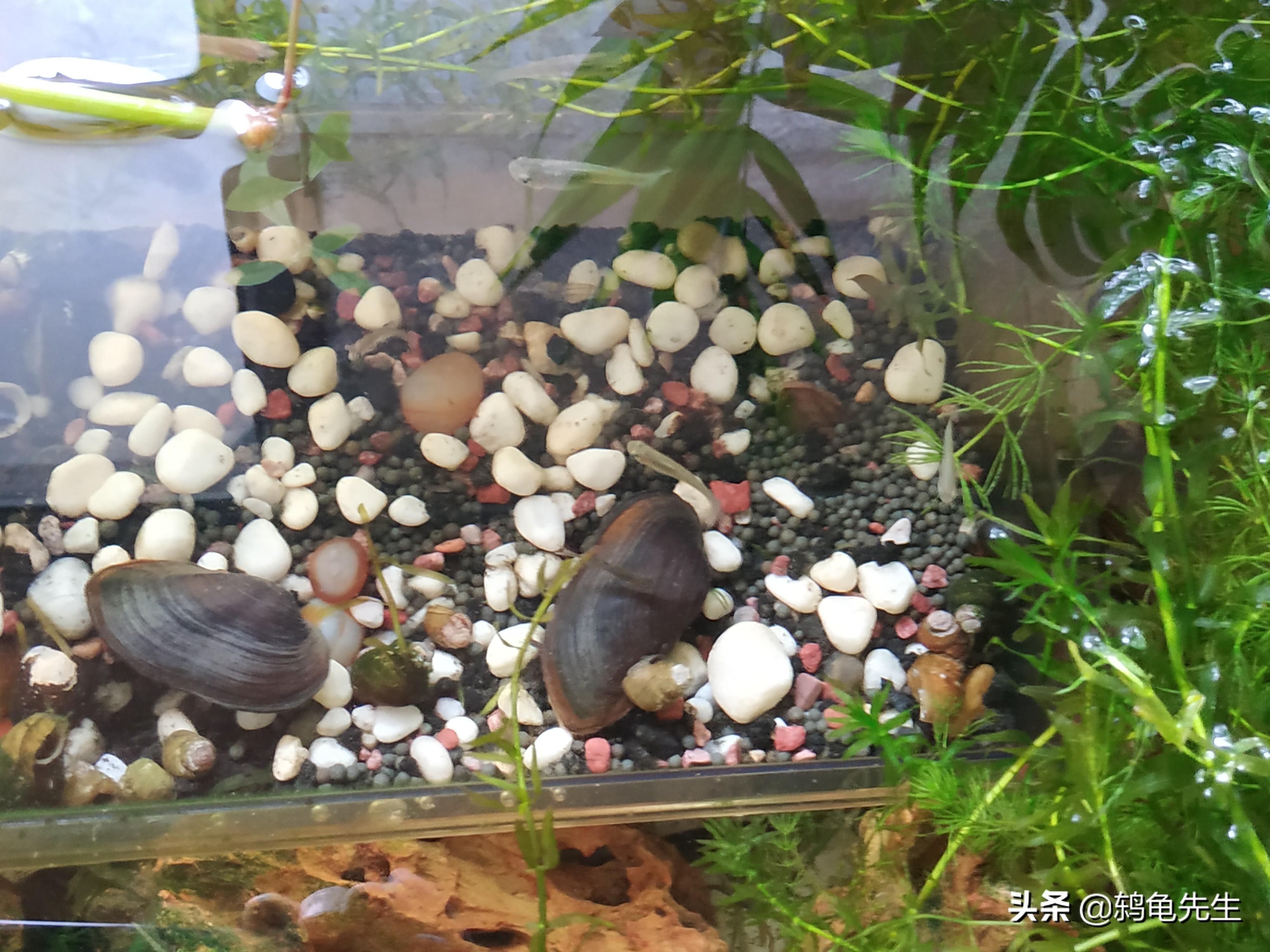 河蚌 魚缸 喂養(yǎng)視頻（如何在魚缸中喂養(yǎng)河蚌）
