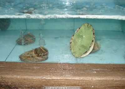 河蚌 魚缸 喂養(yǎng)視頻（如何在魚缸中喂養(yǎng)河蚌）