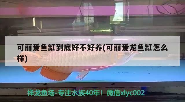 可麗愛魚缸的缺點是什么：可麗愛魚缸品牌對比評測可麗愛魚缸用戶評價匯總 可麗愛魚缸的缺點是什么：可麗愛魚缸品牌對比評測可麗愛魚缸用戶評價匯總 魚缸百科 第2張
