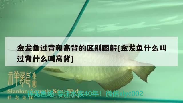 辦公室魚缸放哪里合適（辦公室魚缸擺放位置需要考慮到空間、光線以及安全性）
