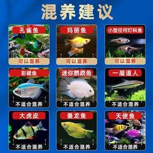 曼龍魚能和一眉道人魚混養(曼龍魚與一眉道人魚可以混養在一起嗎)
