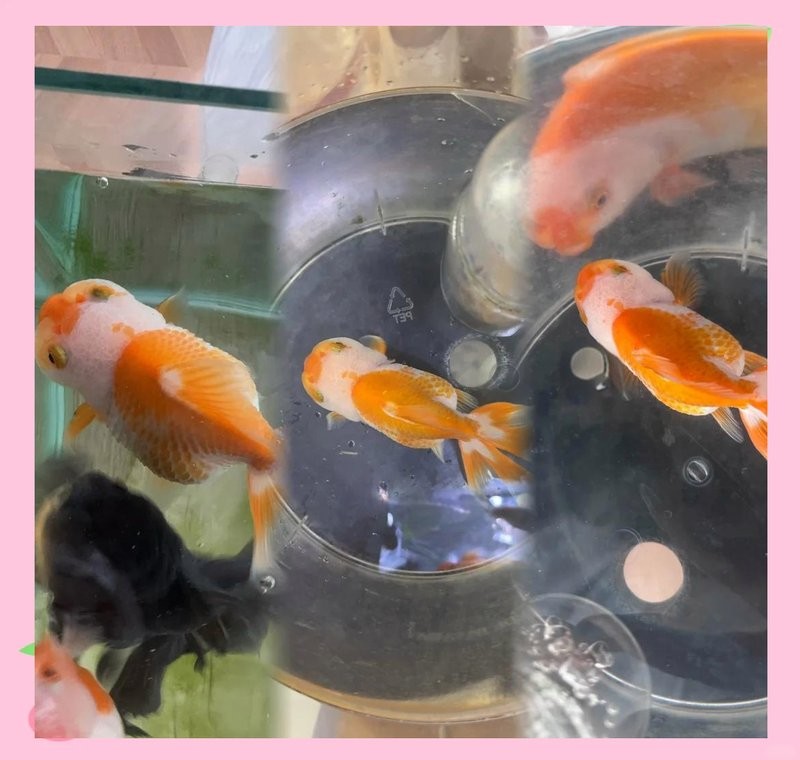 龍魚炸鱗后多久可以喂食？