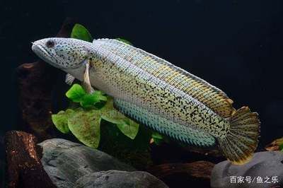 龍魚過冬，龍魚冬季飲食調整，龍魚過冬疾病預防，如何選擇魚缸加熱器 龍魚過冬，龍魚冬季飲食調整，龍魚過冬疾病預防，如何選擇魚缸加熱器 龍魚百科 第5張