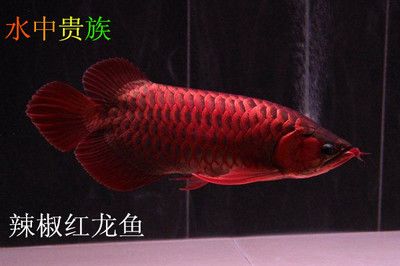 頂級紅龍魚品牌有哪些品種的：頂級紅龍魚品牌及其品種之前需要了解紅龍魚的信息和市場情況 頂級紅龍魚品牌有哪些品種的：頂級紅龍魚品牌及其品種之前需要了解紅龍魚的信息和市場情況 龍魚百科 第2張
