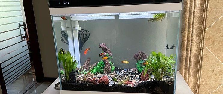 北歐風格魚缸選購指南：北歐風格魚缸維護技巧分享北歐風格魚缸維護技巧分享 北歐風格魚缸選購指南：北歐風格魚缸維護技巧分享北歐風格魚缸維護技巧分享 魚缸百科 第5張