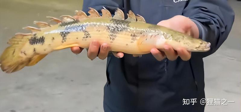 虎斑恐龍魚繁殖周期多久能長大