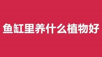 龍巔新店：污源凈助濾機