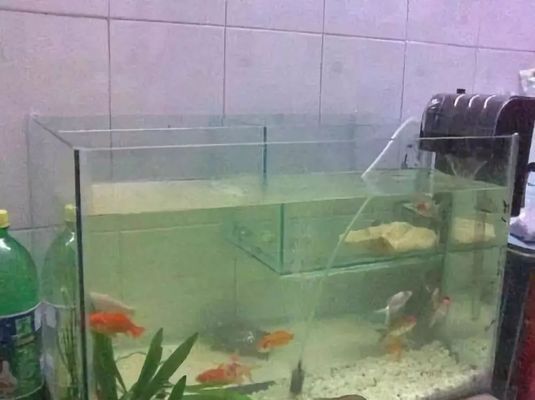 底濾魚缸的水渾濁怎么辦怎么變清（如何處理底濾魚缸水渾濁）