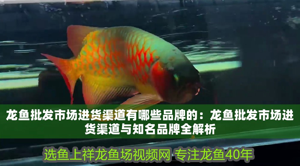 龍魚批發市場進貨渠道有哪些品牌的:龍魚批發市場進貨渠道與知名品牌全解析 龍魚百科 第1張 龍魚批發市場進貨渠道有哪些品牌的:龍魚批發市場進貨渠道與知名品牌全解析 龍魚批發市場進貨渠道有哪些品牌的:龍魚批發市場進貨渠道與知名品牌全解析 龍魚百科 第1張