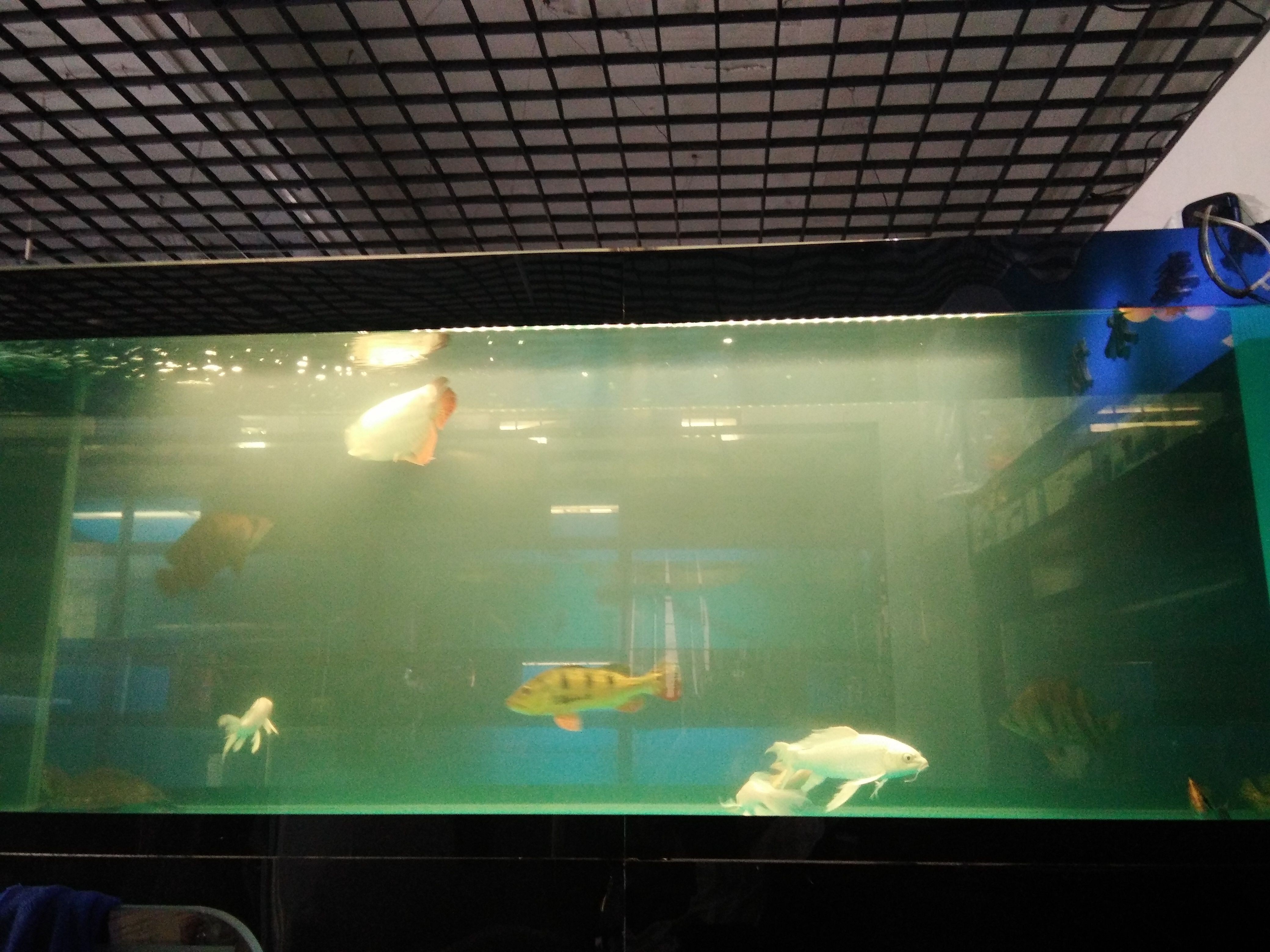 魚缸水質管理的重要性：魚缸換水后水霧蒙蒙怎么辦
