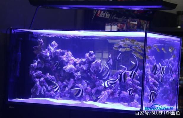 創星魚缸水泵轉子拆出來清洗后重裝后聲音變響：創星魚缸水泵聲音變響