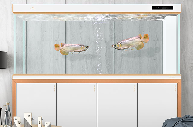 揭陽空港區漁湖魚樂觀賞魚店