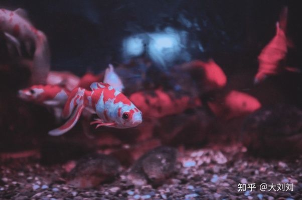 觀賞魚缸燈并不是一定要24小時亮著的，過度照明對魚缸內的生物：觀賞魚缸燈一定要24小時亮著嗎？