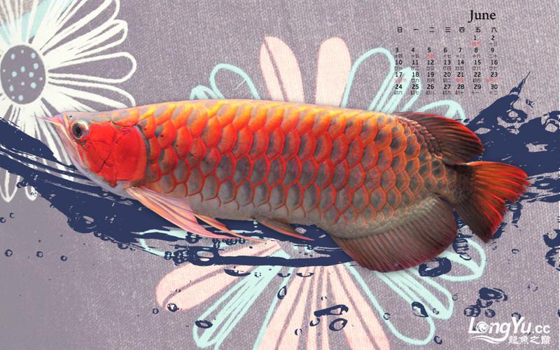 北京龍魚品牌介紹大全集