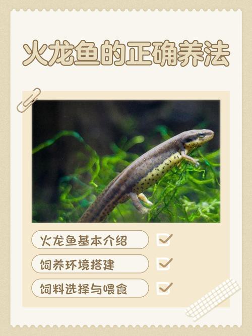 哪種火龍魚(yú)更適合家庭飼養(yǎng)？