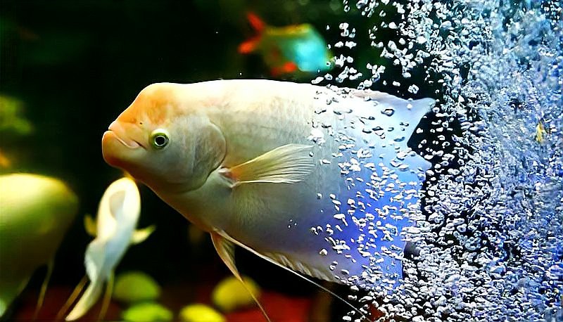 招財鱈龍魚百科