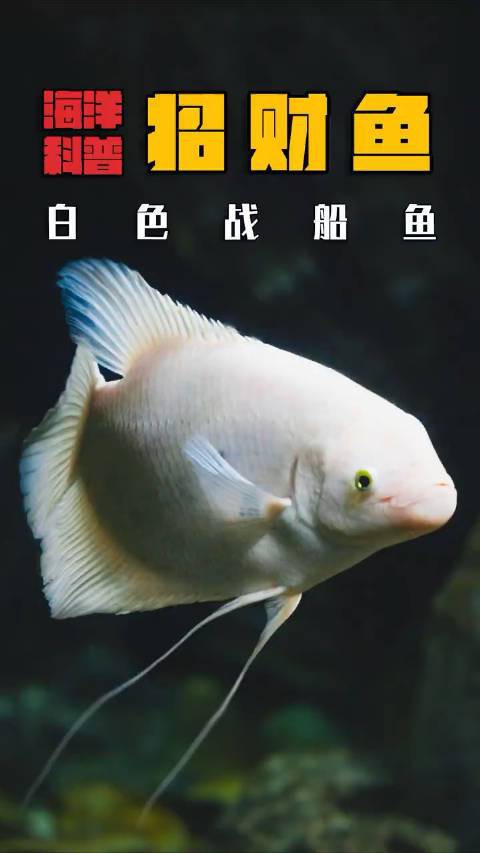 招財鱈龍魚百科