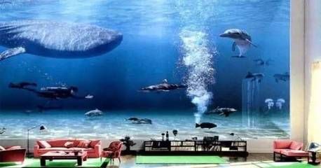 魚缸里的海豚：魚缸海豚的生活習性