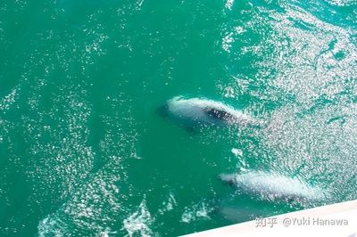 魚缸里的海豚：魚缸海豚的生活習性