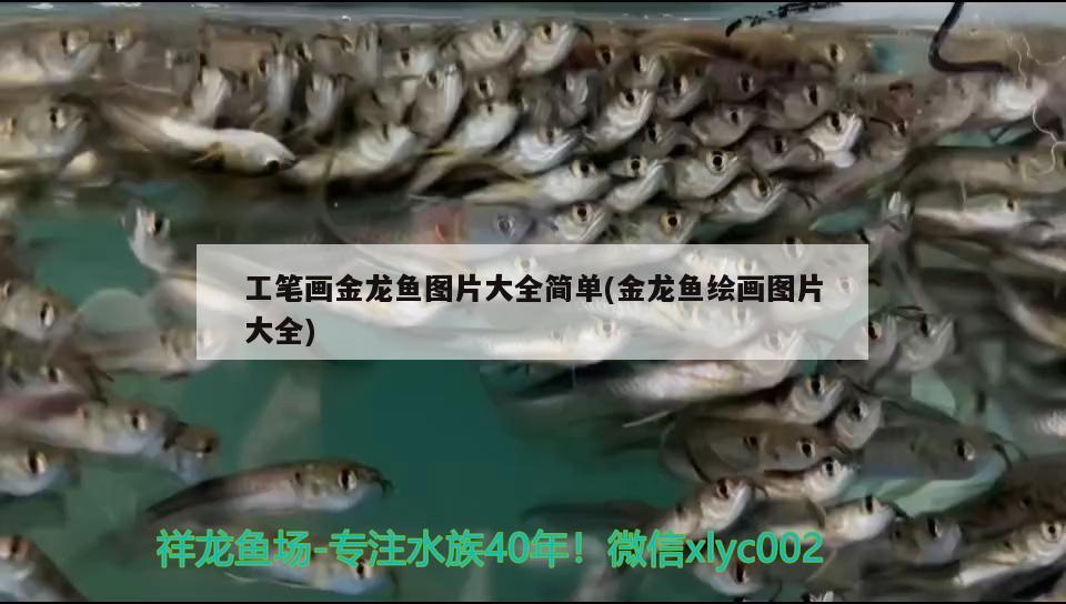 工筆畫金龍魚圖片大全簡單(金龍魚繪畫圖片大全)