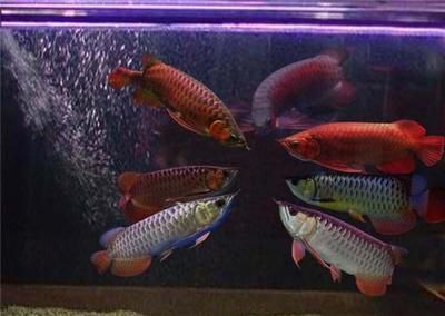 最貴龍魚價格排名