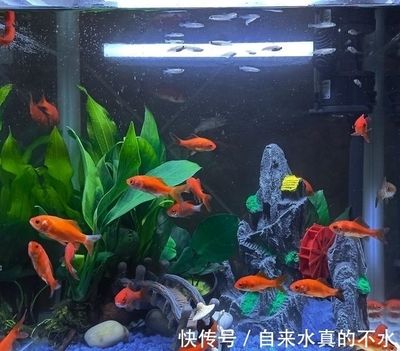 魚缸里的水不清澈是怎么回事（為什么魚缸里的水不清澈） 魚缸里的水不清澈是怎么回事（為什么魚缸里的水不清澈） 魚缸百科 第1張