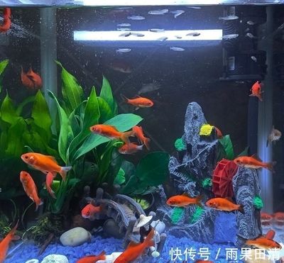 魚缸里的水不清澈是怎么回事（為什么魚缸里的水不清澈） 魚缸里的水不清澈是怎么回事（為什么魚缸里的水不清澈） 魚缸百科 第2張