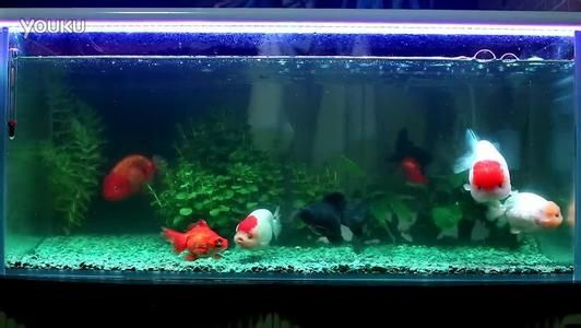 魚缸里的水不清澈是怎么回事（為什么魚缸里的水不清澈） 魚缸里的水不清澈是怎么回事（為什么魚缸里的水不清澈） 魚缸百科 第4張