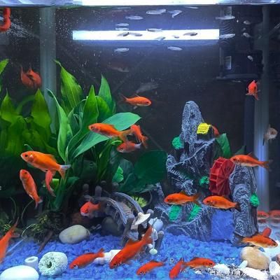 魚缸里的水不清澈是怎么回事（為什么魚缸里的水不清澈） 魚缸里的水不清澈是怎么回事（為什么魚缸里的水不清澈） 魚缸百科 第5張