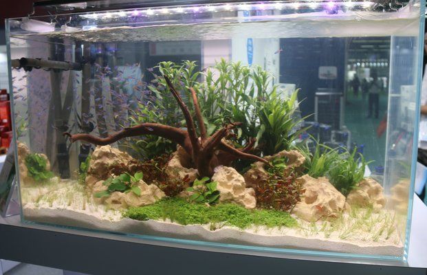 魚缸水質(zhì)如何清洗？：剛做的魚缸水臟可以通過以下幾個步驟進行處理與培養(yǎng)