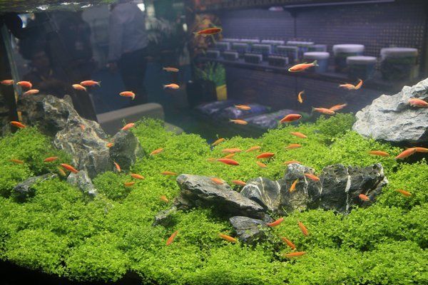 魚缸水質(zhì)如何清洗？：剛做的魚缸水臟可以通過以下幾個步驟進行處理與培養(yǎng)