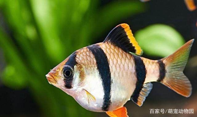 魚缸換水后魚缸換水后魚亂沖是因為水質變化、應激反應：魚缸換水后魚亂沖怎么辦