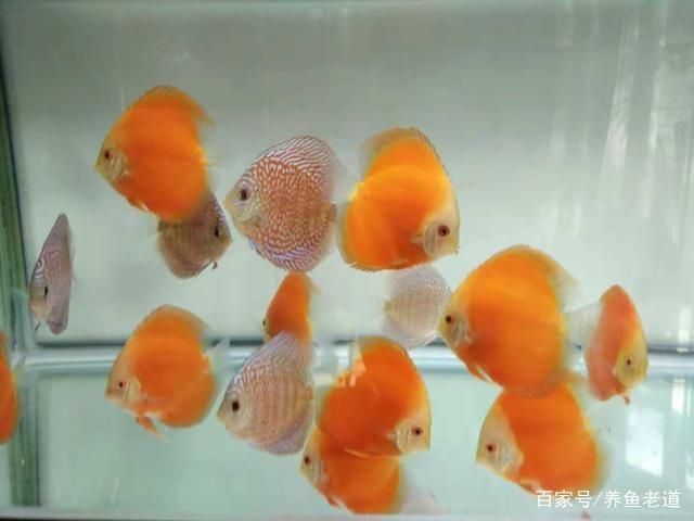 魚缸換水后魚缸換水后魚亂沖是因為水質變化、應激反應：魚缸換水后魚亂沖怎么辦
